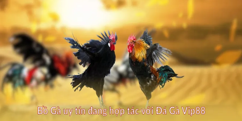 Bồ Gà uy tín đang hợp tác với Đá Gà Vip88
