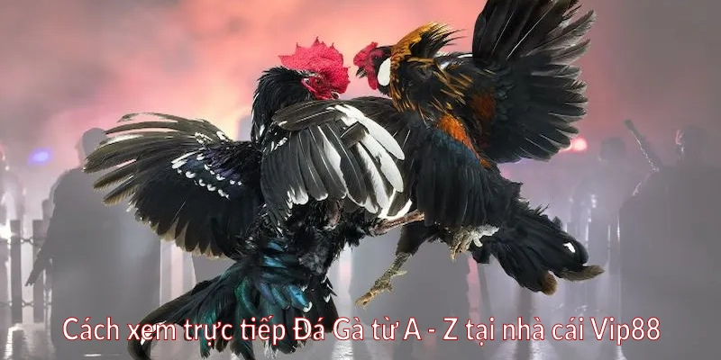 Cách xem trực tiếp Đá Gà từ A - Z tại nhà cái Vip88