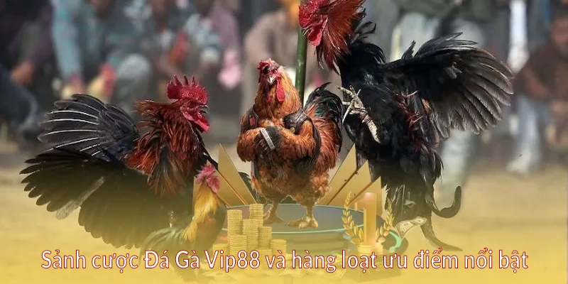 Sảnh cược Đá Gà Vip88 và hàng loạt ưu điểm nổi bật